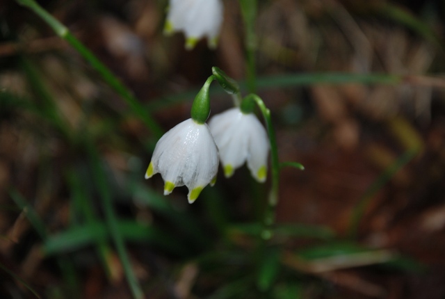 Leucojum vernum